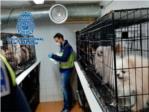 La Policía Nacional desmantela dos criaderos ilegales de chihuahuas y rescata 270 perros