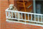La Policia Local d'Almussafes rescata un gos que estava abandonat més d'un mes en un balcó