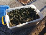 La Policia Local d’Alzira confisca un quilo i mig de marihuana