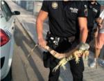 La Policia Local d'Alzira recupera una iguana extraviada