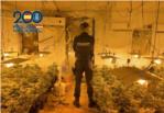 La Policia Nacional desmantella a Alzira tres plantacions de marihuana ocultes en habitatges i deté a dos persones