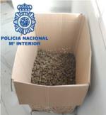 La Policia Nacional desmantella un assecador de marihuana al barri del Raval d’Algemesí