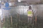 La Policia Nacional desmantella un punt de venda de marihuana a Alzira