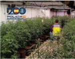 La Policia Nacional desmantella una plantació de marihuana a Cullera i deté a dos homes