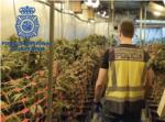 La Policia Nacional desmantella a Sueca una plantació de marihuana indoor i deté a tres persones