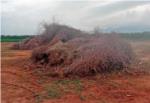 LA UNIÓ demana a la Generalitat que autoritze ja la crema de restes agrícoles a causa de les condicions meteorològiques propícies