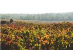 La viticultura ecológica en Utiel-Requena crece un 47 % en cuatro años