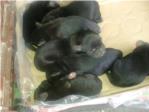 Lacua rescata 7 cachorros encontrados en un contenedor de basura en Alberic