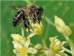 Los agricultores del neoltico ya explotaban las abejas de la miel
