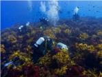 Los bosques de kelp del Gran Arrecife Sur de Australia retroceden 100 kilmetros en cinco aos