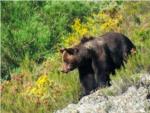 Los osos se comunican a travs del olor de sus pies