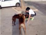 Nova campanya a l'Alcúdia contra els excrements de gos