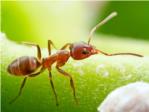 Plagues de formigues a la teua casa o negoci?