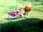 Reaccin de una vaca al encontrar una moto en un prado