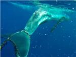Rescatan una ballena que haba quedado enredada con un cabo en la cola