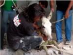 Salvan la vida a un burro tras rescatarlo de una fosa sptica en la que estuvo atrapado 24 horas