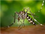 Sanitat recolza amb 350.000 € la lluita contra el mosquit tigre en els municipis més afectats i amb menys recursos