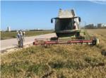 Sueca inicia la campanya de la sega de l'arròs
