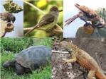 Tortugas gigantes, lagartos y aves garantizan la dispersin de semillas en las islas ocenicas