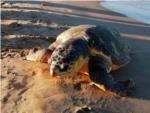 Troben una 'tortuga boba' morta en la platja de Cullera