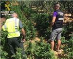Un detenido con 750 plantas de marihuana en la localidad de Carlet