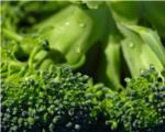 Membranas vegetales como la del brócoli podrían mejorar la aplicación de fármacos en personas