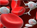 Un gen evita el deterioro de las células madre sanguíneas en los tratamientos contra el cáncer