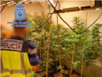 Un home de 34 anys ha sigut detingut a Alzira per tindre en casa 139 plantes de marihuana
