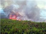 Un incendio quemó ayer por la tarde una zona de pinares en el término de Senyera