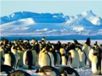 Un proyecto del CSIC estudiar el papel de la nieve y los pinginos en el transporte y acumulacin de contaminantes en la Antrtida