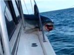 Un tiburón de tres metros salta y se queda atascado en la cubierta de un barco de recreo