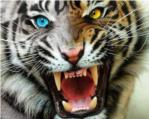 Un tigre de Bengala mata a su domador durante una funcin de circo