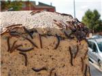 Una plaga de milpeus causa molsties als vens del barri de la Muntanyeta de Carcaixent