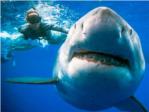 Unos buzos nadan junto a un enorme tiburón blanco