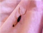 Urgències del Departament de Salut de la Ribera atenen a una persona picada per un escorpió