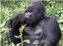La endogamia de los gorilas de montaña les ha hecho más fuertes