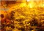 La Guardia Civil incauta 600 plantas de marihuana en el interior de una vivienda ubicada en Carlet