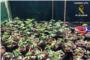 La Guardia Civil desmantela una plantación de marihuana en Montroi