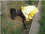 Tras un accidente de trfico en la Ctra. de Albalat queda abandonado un caballo casi 24 horas