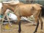La Guardia Civil instruye diligencias por el abandono y maltrato de 6 caballos en Montserrat