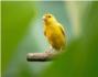 Descubren los mecanismos que controlan el canto de los canarios