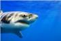 Descubren un cementerio de tiburones en el fondo del Atlántico - VÍDEO