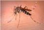 Alzira, Villanueva de Castellón, Benimuslem y Algemesí amenazadas por el mosquito tigre