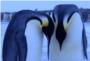 Una madre pingüino se desespera por revivir a su cría congelada (VIDEO)
