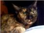 Lacua ha rescatado en Alzira a una gatita con la cola amputada