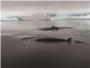 Cmo estudiar una ballena minke del Antrtico sin matarla