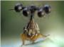 Un insecto brasileo es el bicho ms raro del mundo