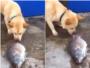 Un perro intenta salvar a varios peces