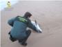 Aparece un delfín muerto en la playa Motilla de Sueca