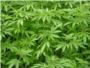 Desmantelan plantaciones ilegales de marihuana en Alberic y Corbera